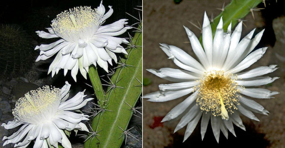 Acanthocereus tetragonus (Triangle Cactus)