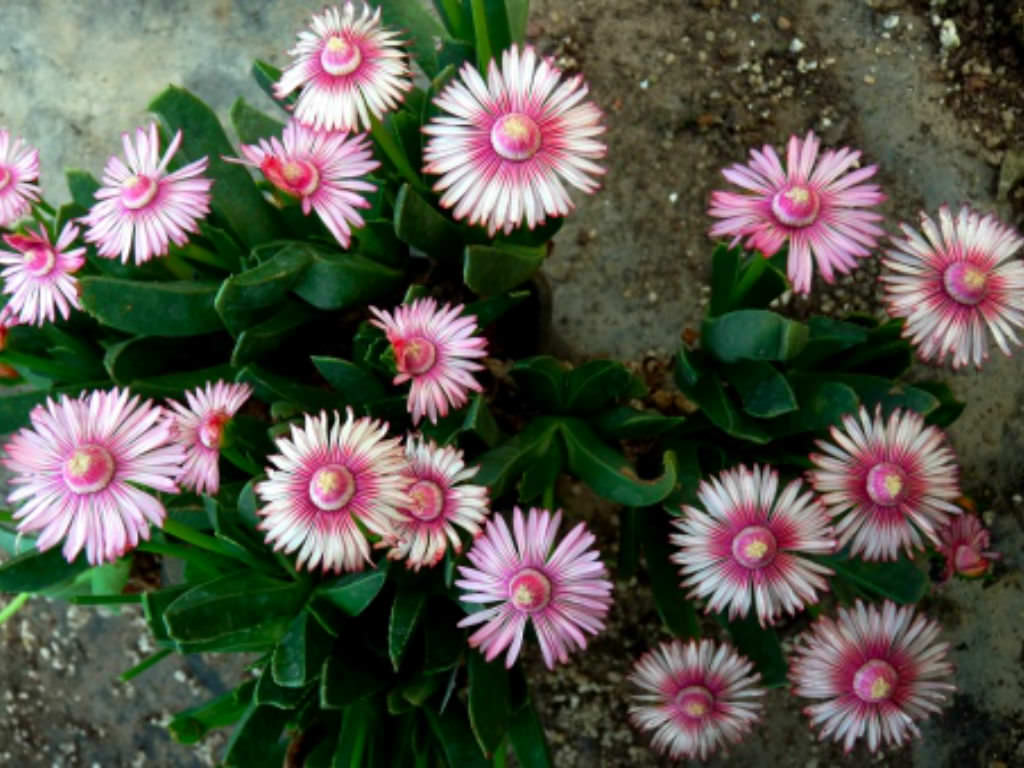 Acrodon bellidiflorus (Common Tiptoothfig)