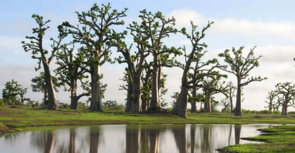 Adansonia digitata (African Baobab)