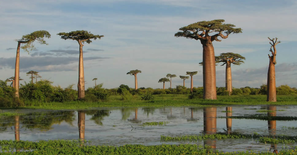 Adansonia grandidieri (Grandidier’s Baobab)