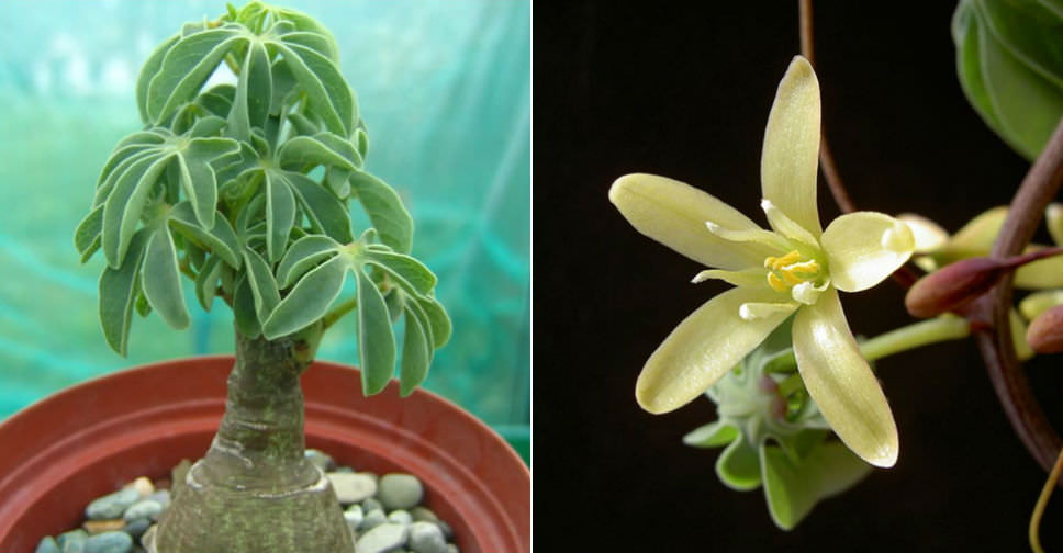 Adenia glauca