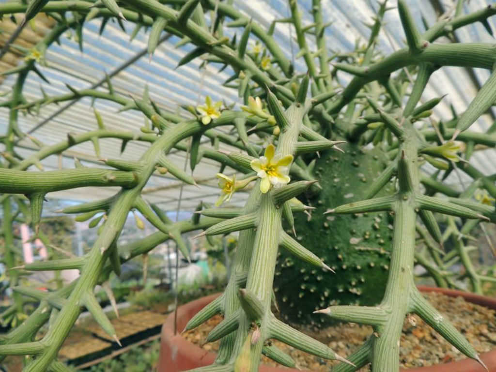 Adenia globosa