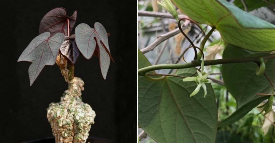 Adenia stylosa (Candlestick Plant)