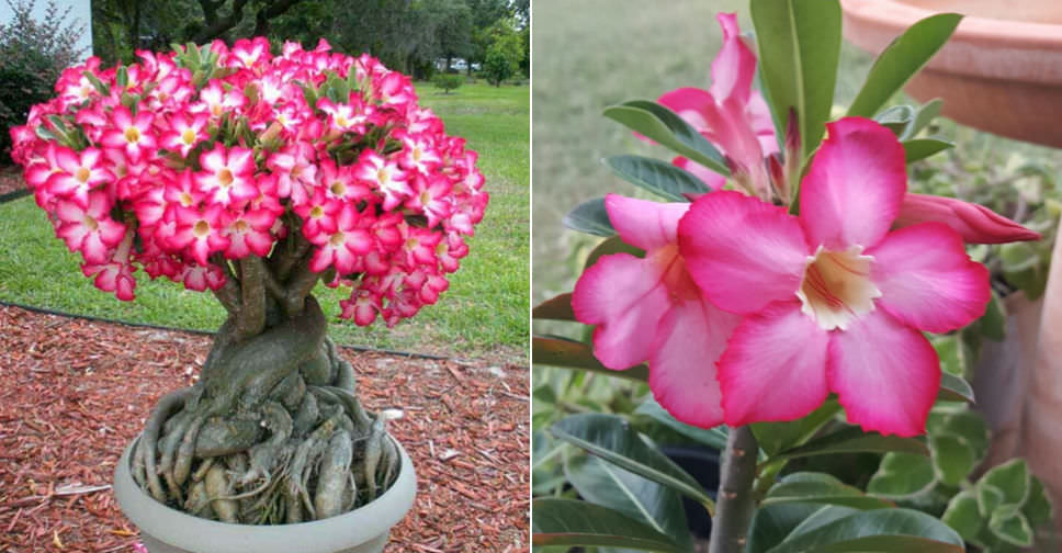 Adenium obesum (Desert Rose)