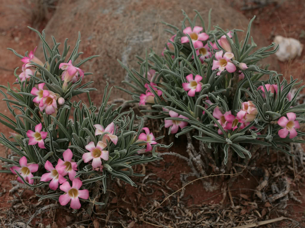 Adenium obesum subsp. oleifolium (Desert Rose)