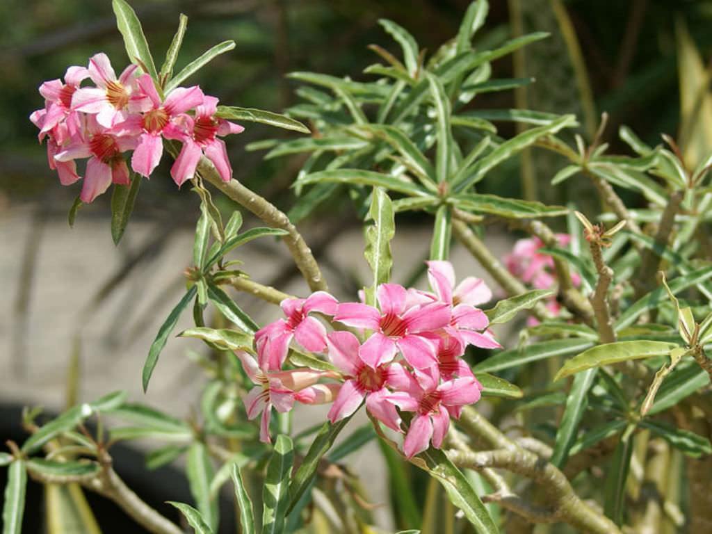 Adenium obesum subsp. somalense