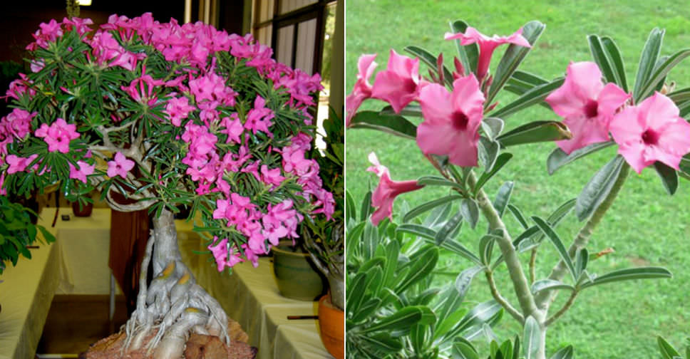 Adenium obesum subsp. swazicum (Summer Impala Lily)