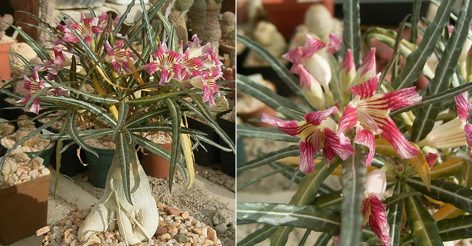 Adenium somalense var. crispum