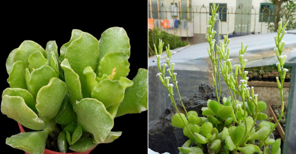 Adromischus cristatus var. zeyheri