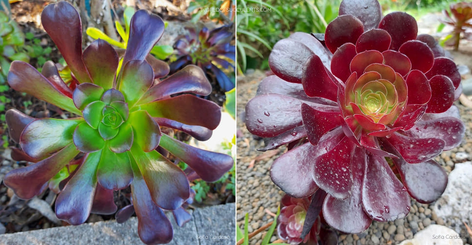 Aeonium ‘Garnet’