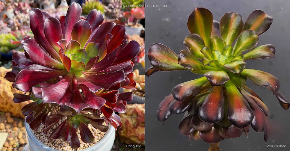 Aeonium ‘Kilimanjaro’