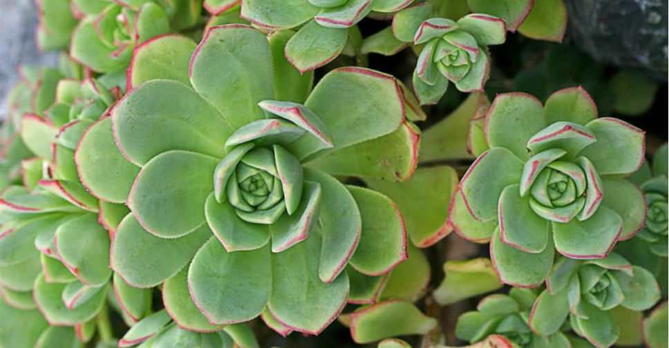 Aeonium decorum var. guarimarense (Giant Houseleek)