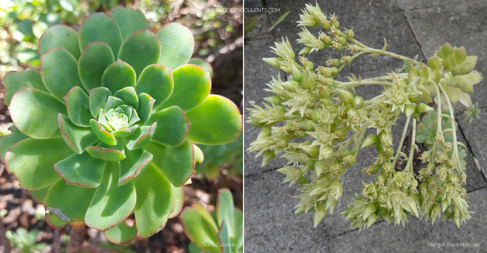 Aeonium gomerense