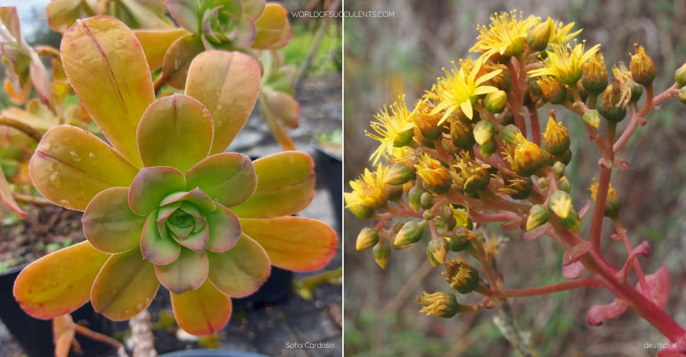 Aeonium gorgoneum