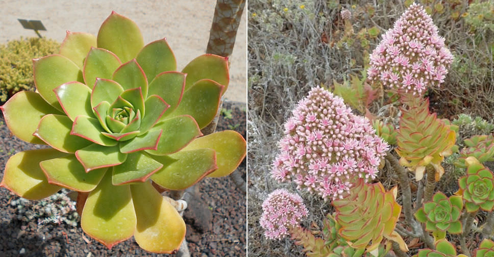 Aeonium lancerottense