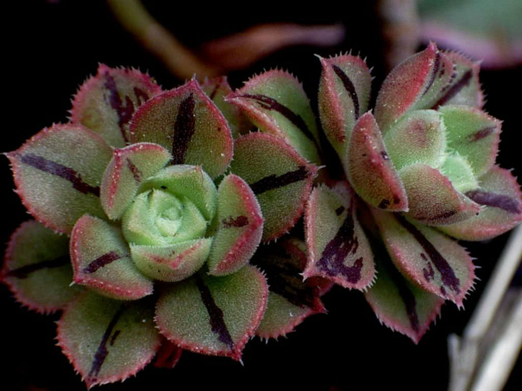 Aeonium mascaense