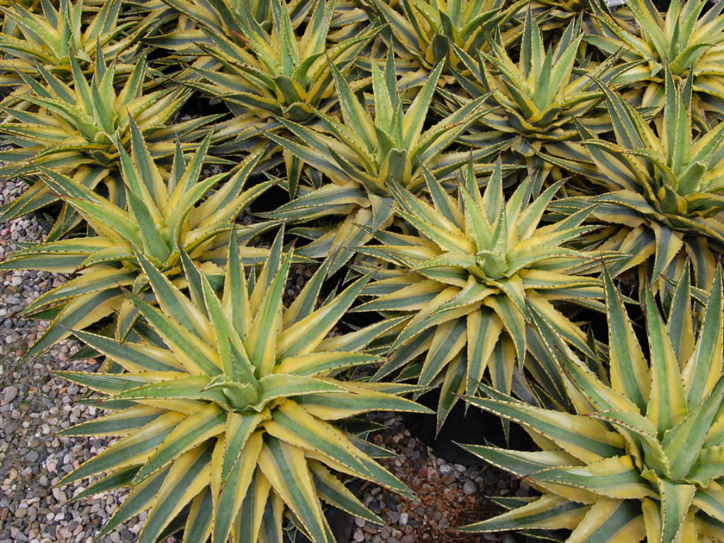 Agave ‘Cornelius’ (Quasimoto Agave)