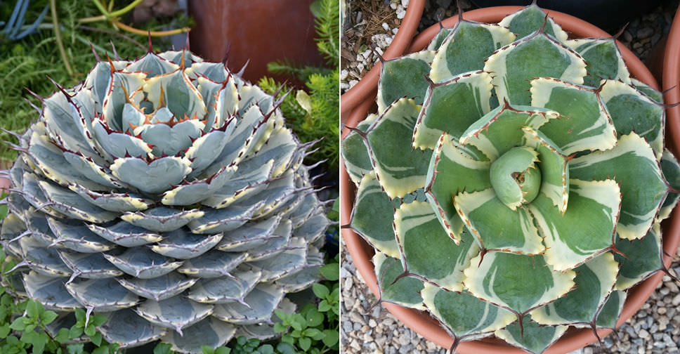 Agave ‘Kissho Kan’