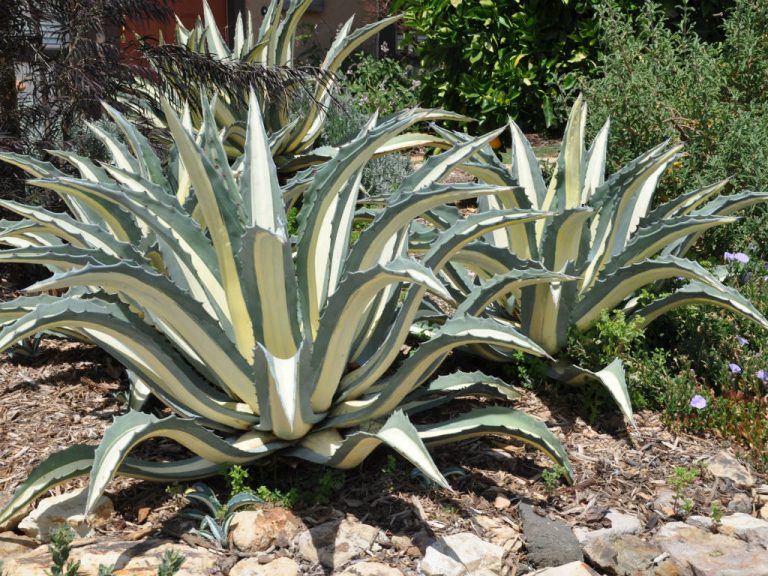 Agave americana 'Mediopicta Alba' (White-striped Century Plant)