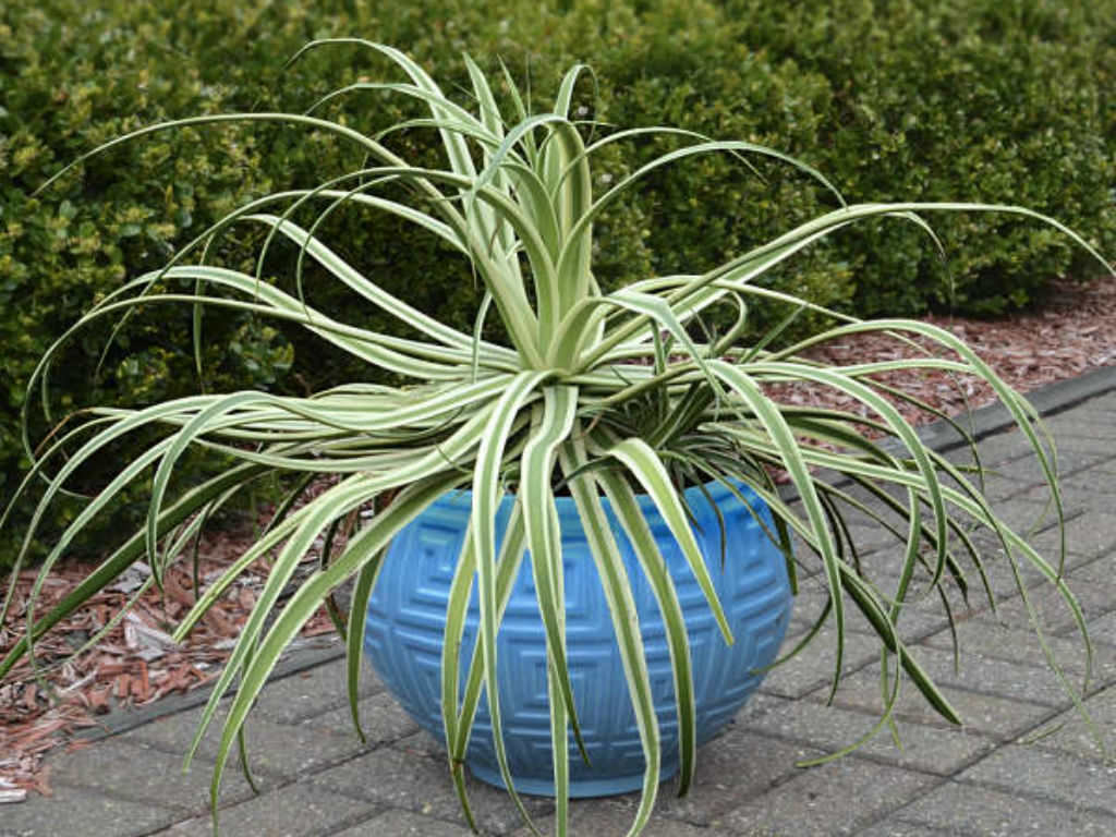 Agave bracteosa ‘Monterrey Frost’ (Frosted Candelabrum Agave)