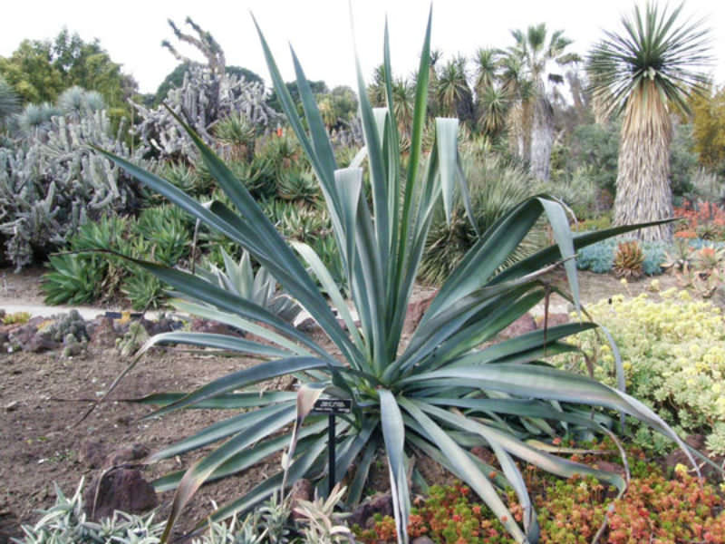 Agave cantala (Bombay Aloe)