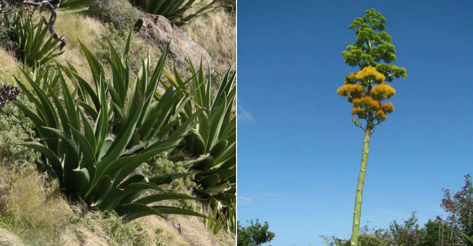 Agave karatto (Antigua Agave)