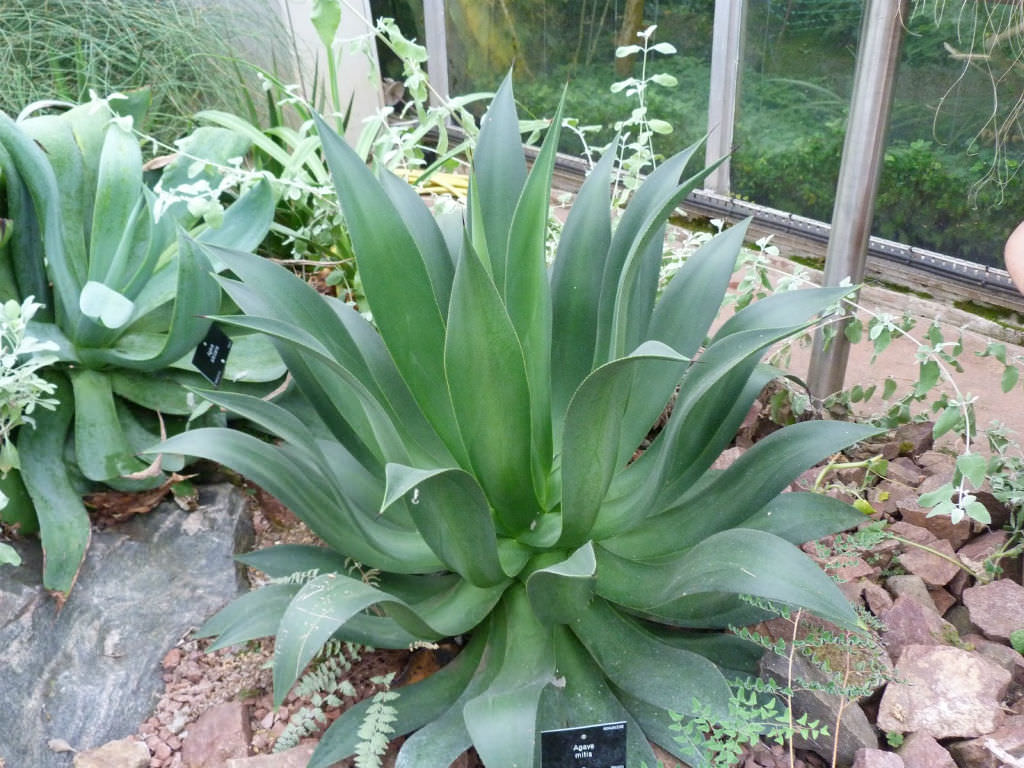 Agave mitis (Mitis Century Plant)