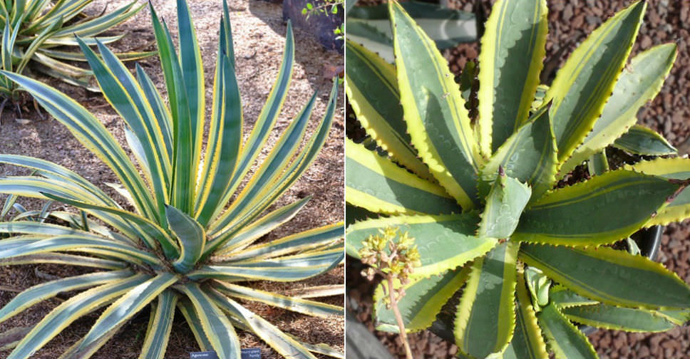 Agave murpheyi ‘Engard’ (Variegated Hohokam Agave)