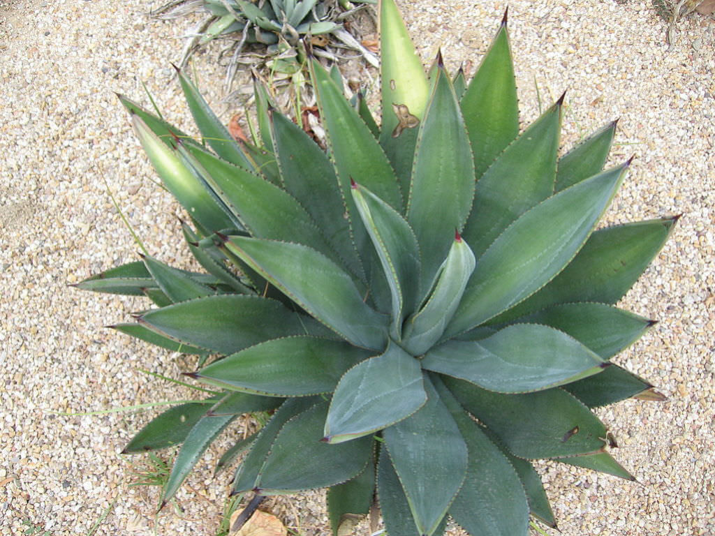 Agave murpheyi (Hohokam Agave)