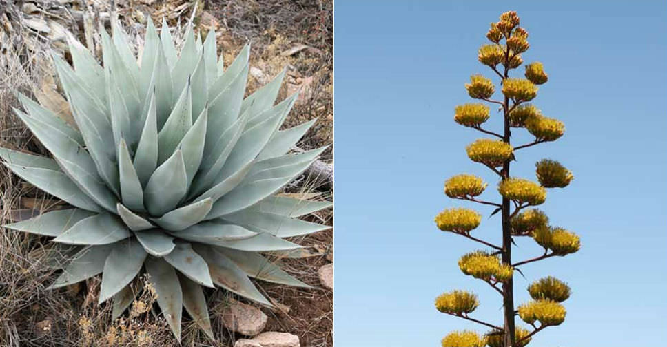 Agave parryi var. couesii (Coues Agave)