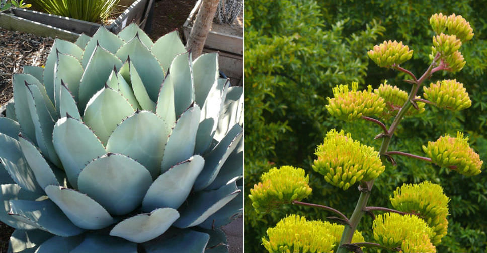 Agave parryi var. huachucensis (Huachuca Agave)