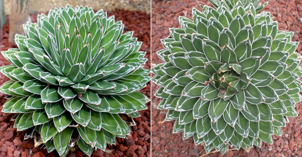 Agave victoriae-reginae (Queen Victoria Agave)