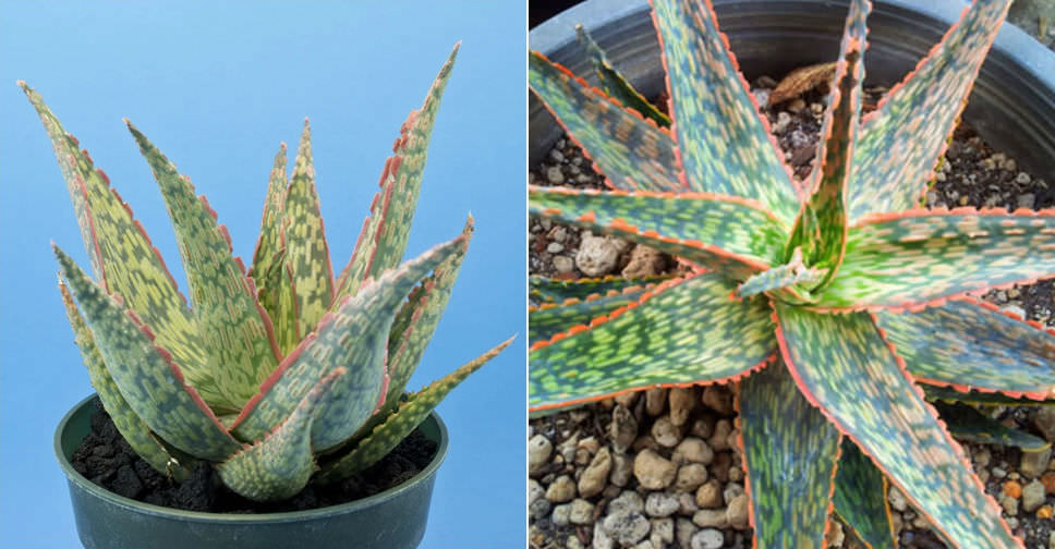 Aloe ‘Peppermint’