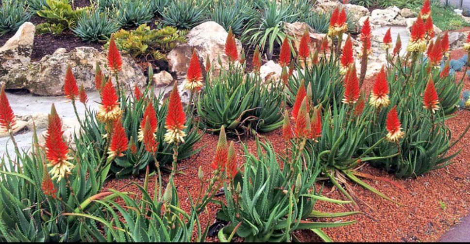 Aloe ‘Venus’