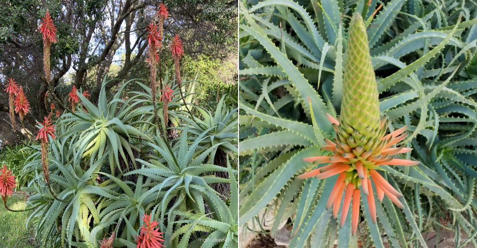 Aloe arborescens (Torch Aloe)