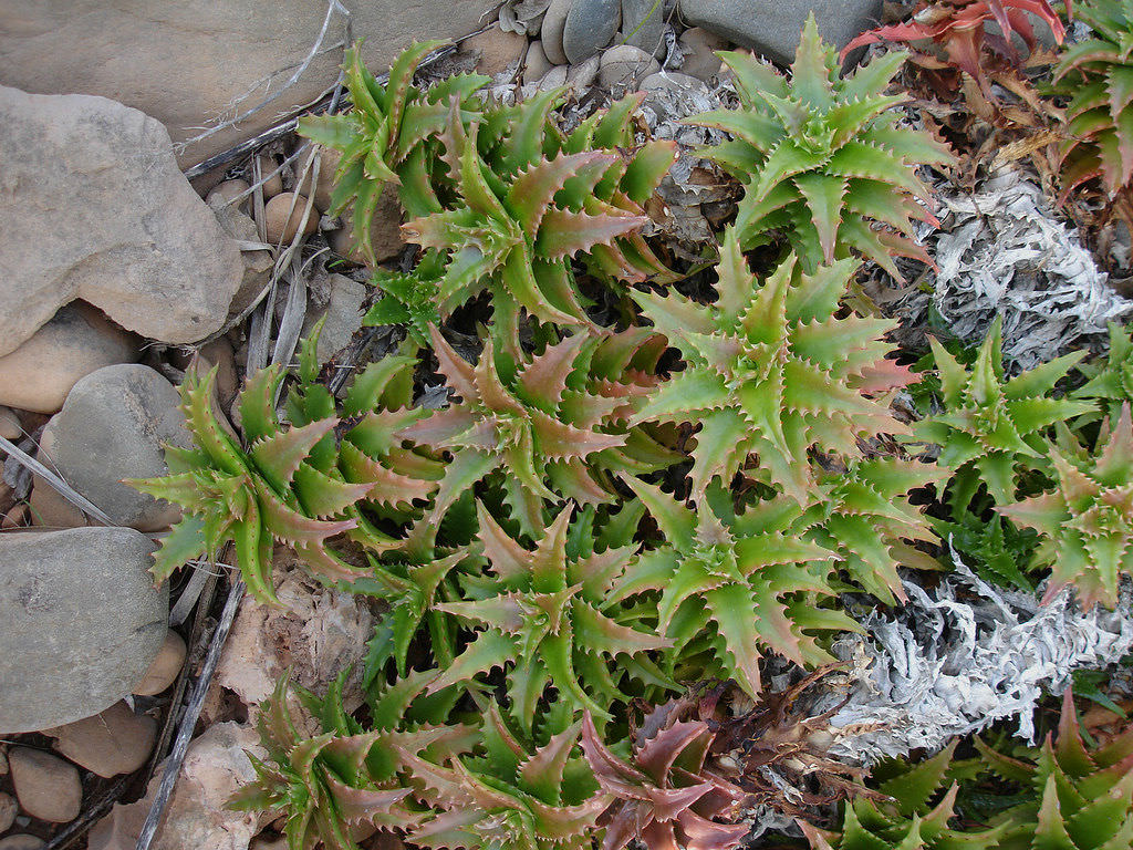 Aloe buettneri (West African Aloe)