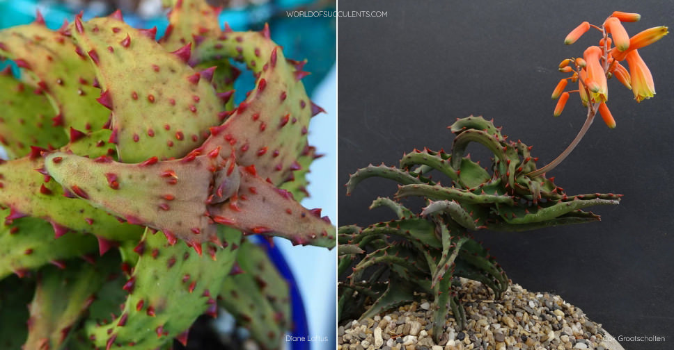 Aloe castilloniae