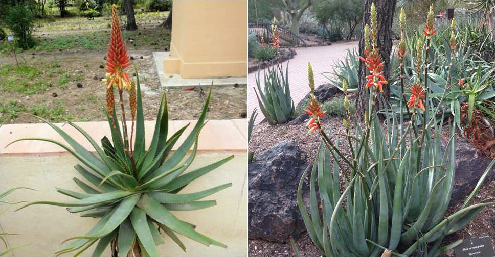 Aloe cryptopoda