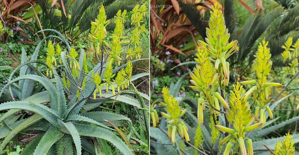 Aloe labworana (Labwor Hills Aloe)