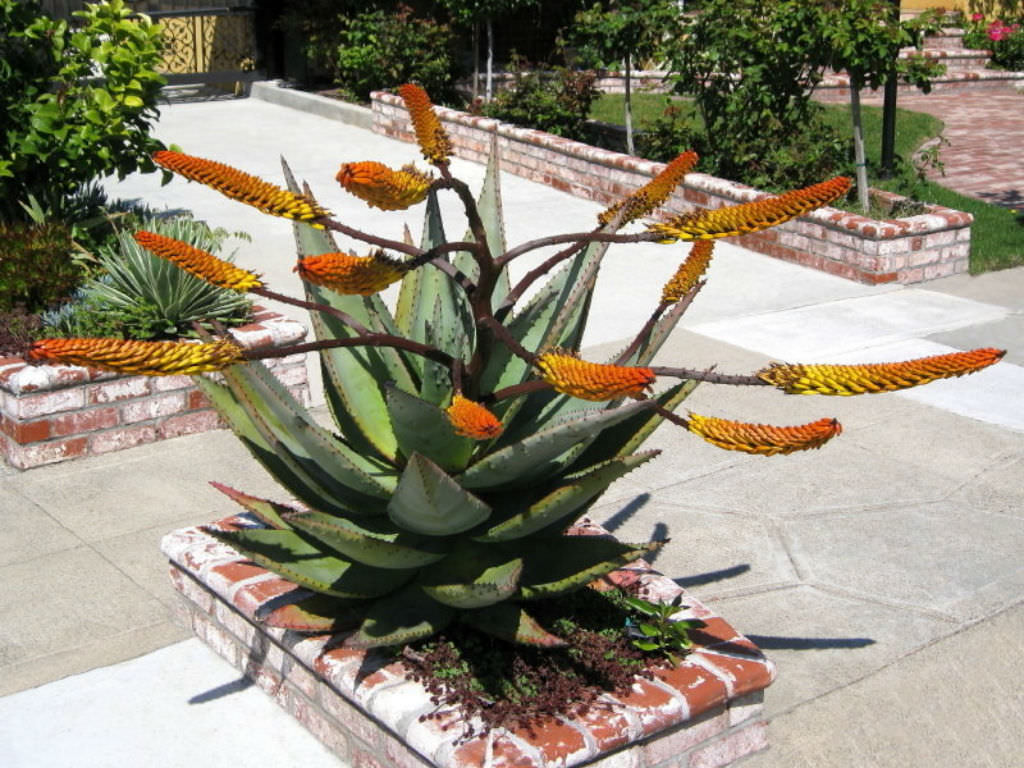 Aloe marlothii (Mountain Aloe)