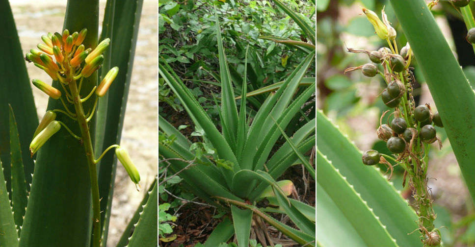 Aloe pembana (Pemba Aloe)