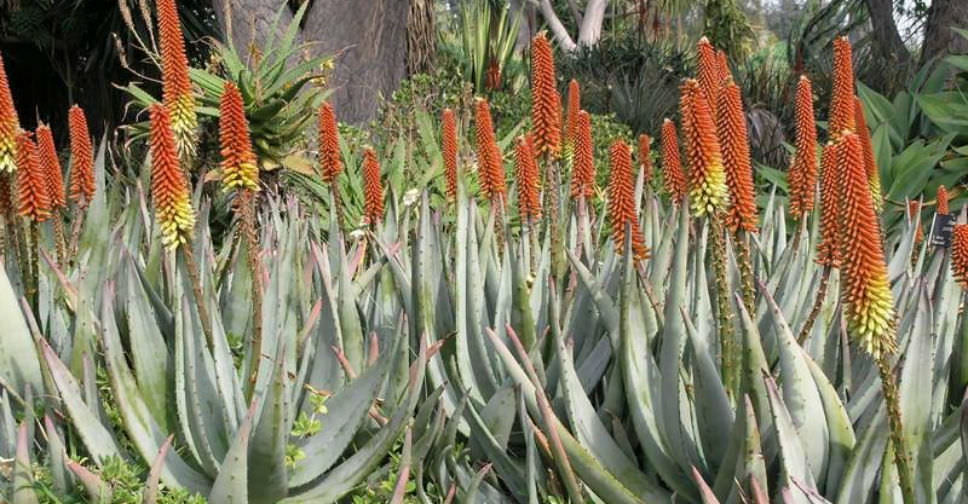 Aloe petricola (Rock Aloe)