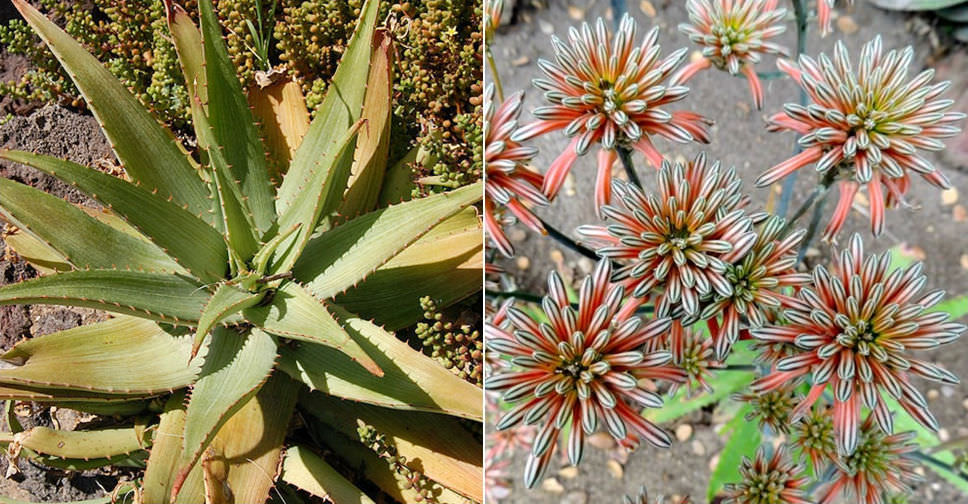 Aloe petrophila