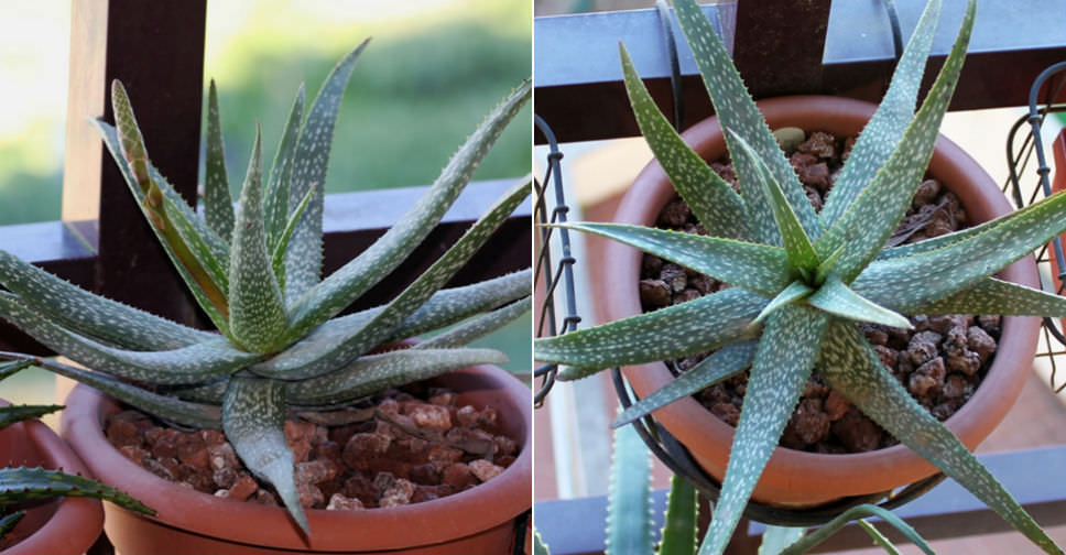 Aloe pictifolia (Kouga Aloe)