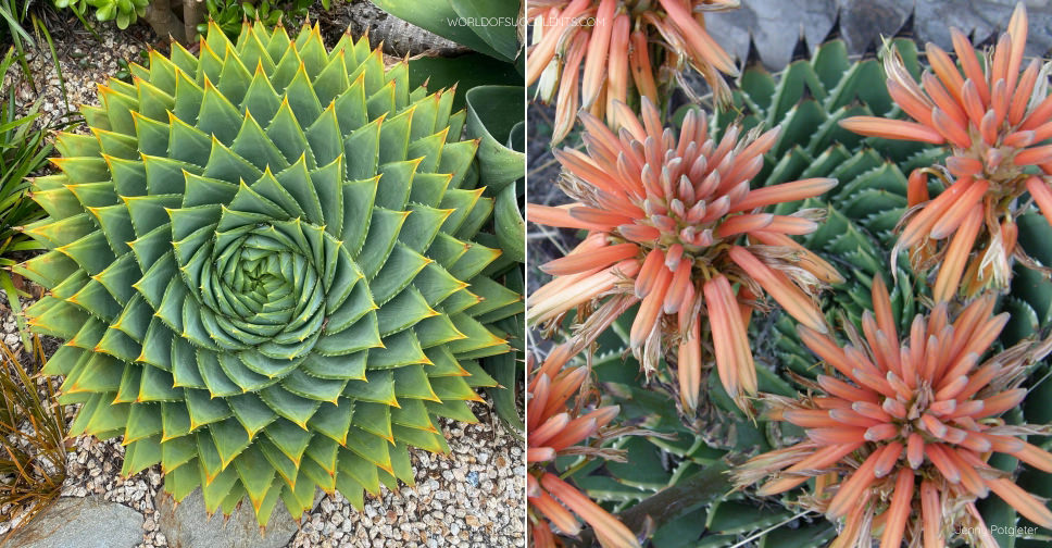 Aloe polyphylla (Spiral Aloe)