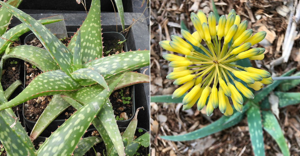 Aloe sinkatana (Sudan Aloe)