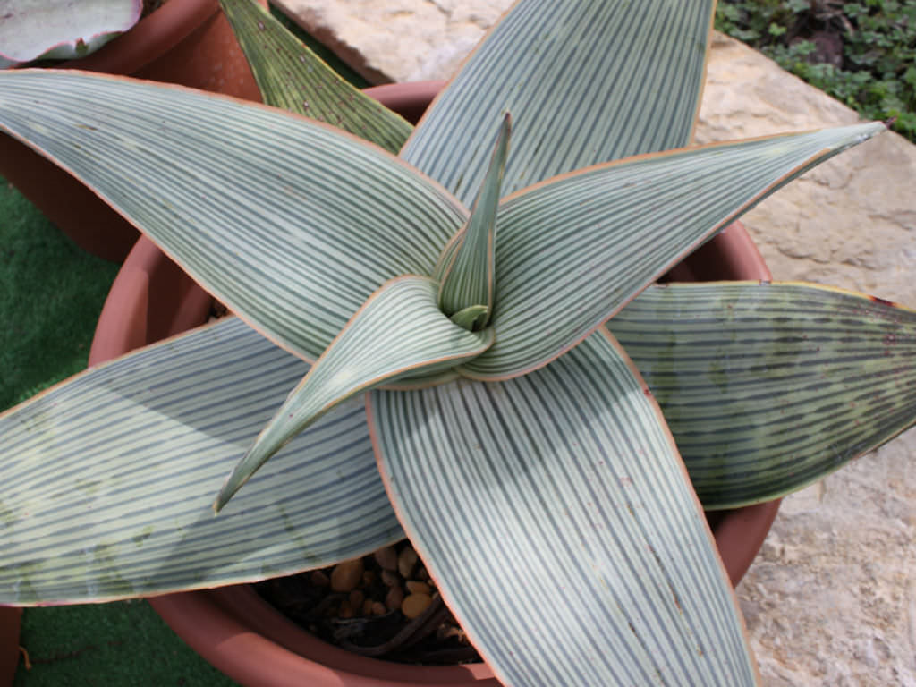 Aloe karasbergensis (Karasberg Aloe)