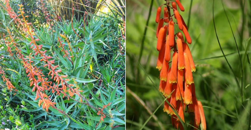 Aloiampelos tenuior var. rubriflora (Fence Aloe)