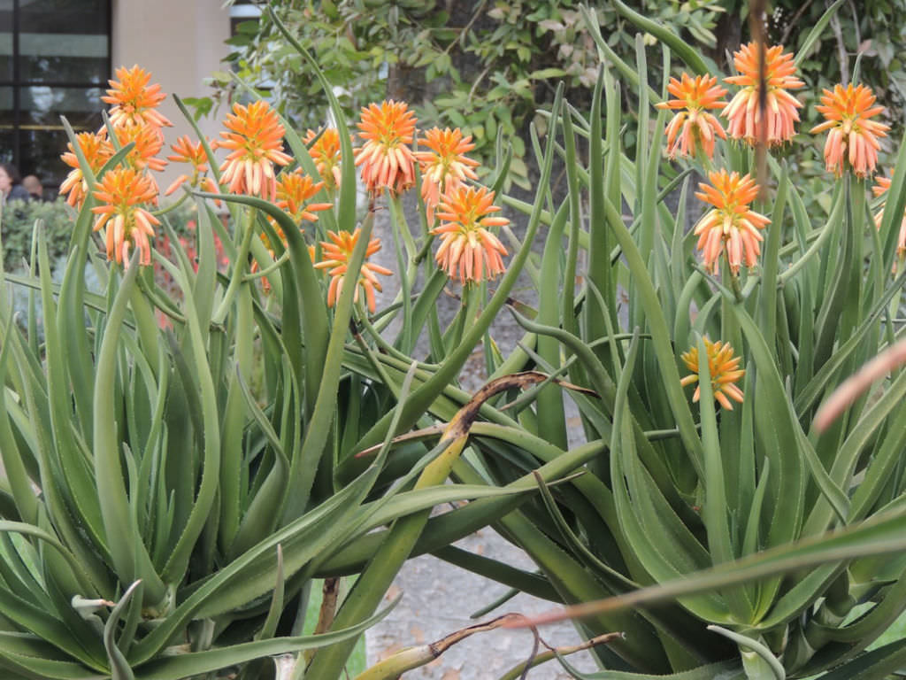 Aloidendron tongaense ‘Medusa’ (Mozambique Tree Aloe)