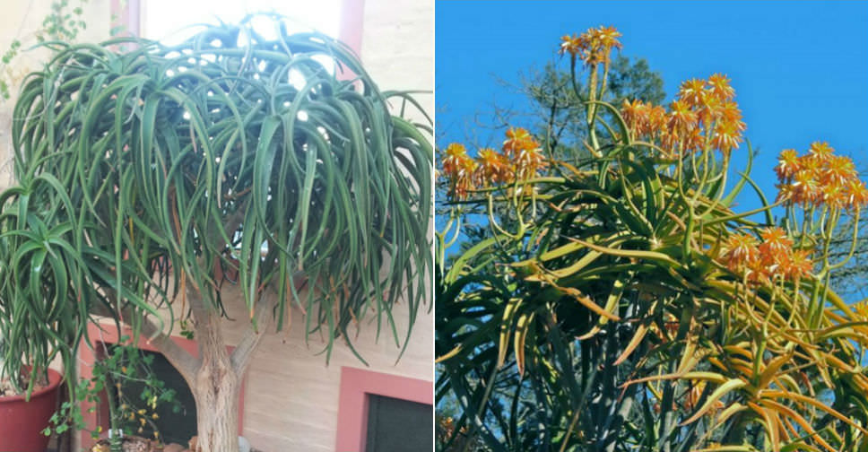 Aloidendron tongaense (Tonga Tree Aloe)